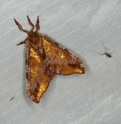 Gold-spotted Ghost Moth thumbnail 3