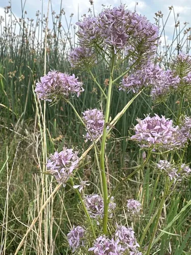 Telescoping Mustard
