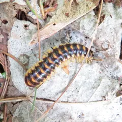 Rudiloria trimaculata thumbnail 2