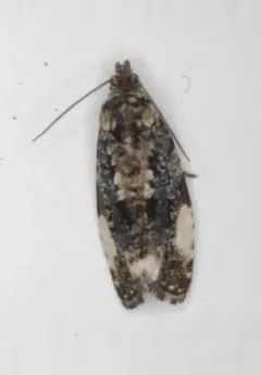 Argyroploce externa thumbnail 2