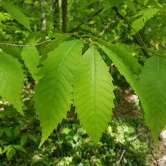 American chestnut thumbnail 3