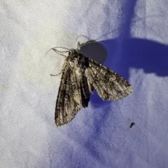 Cloudy Arches Moth thumbnail 4