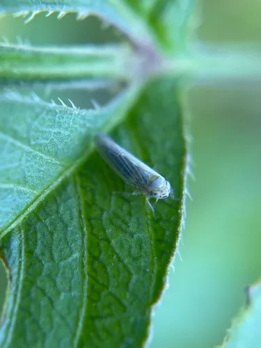 Aster Leafhopper