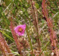 Thread-leaved Sundew thumbnail 4