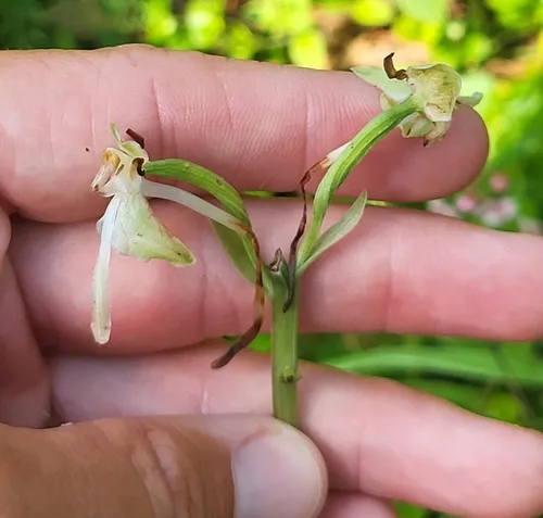 Large-leaved Bog Orchid