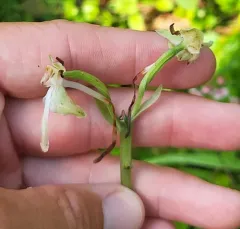 Large-leaved Bog Orchid thumbnail 1