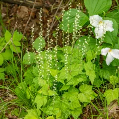 twoleaf miterwort thumbnail 3