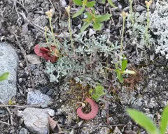 Nutzotin Milkvetch thumbnail 3