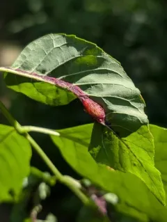 Ash Petiole Gall Midge thumbnail 3