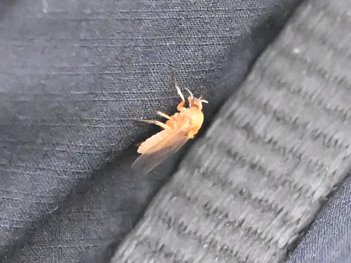 Yellow Gnat