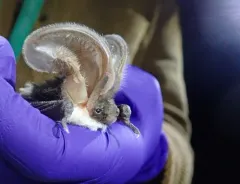 Spotted Bat thumbnail 1