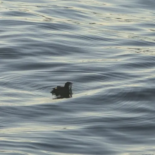 Rhinoceros Auklet