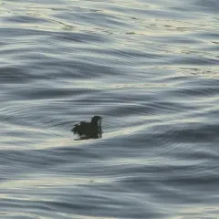 Rhinoceros Auklet thumbnail 1
