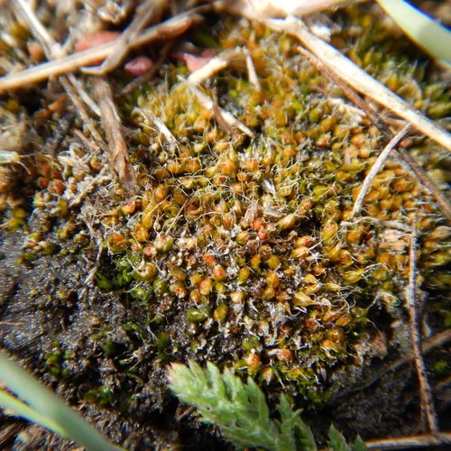 Alkaline Wing-nerved Moss