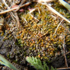 Alkaline Wing-nerved Moss thumbnail 1