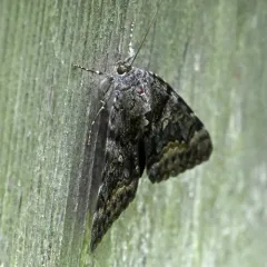 Epione Underwing thumbnail 4