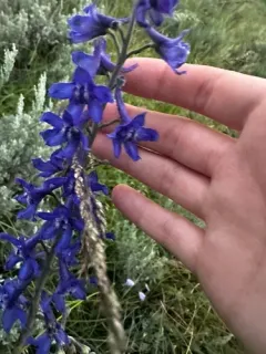 Delphinium glaucescens thumbnail 3