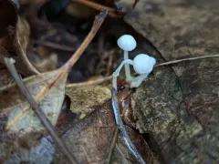 Resinomycena rhododendri thumbnail 4