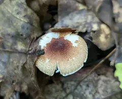 Lepiota umbrosa thumbnail 1