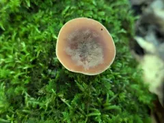 Lactarius mutabilis thumbnail 4