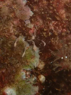 Clava multicornis thumbnail 4