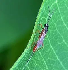 Mesostenus thoracicus thumbnail 3