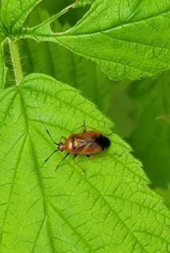 red-spotted plant bug thumbnail 2