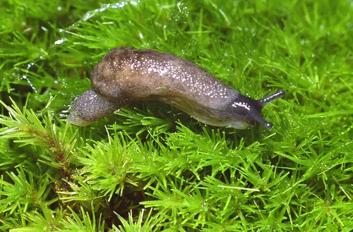 Haida Gwaii Slug