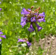 Globe Penstemon thumbnail 4
