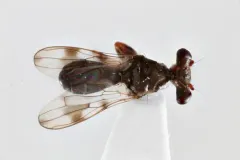 Sphyracephala subbifasciata thumbnail 2
