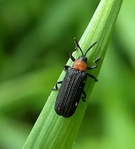 Chalepus walshii