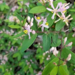 Tatarian honeysuckle thumbnail 2
