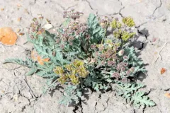 bulbous springparsley thumbnail 4