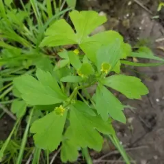 Hooked buttercup thumbnail 2