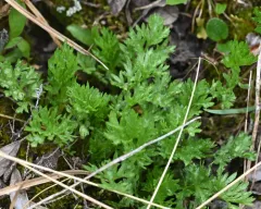 Boreal Sagebrush thumbnail 3