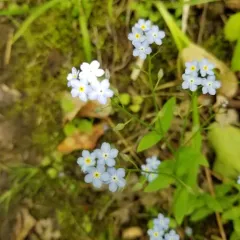Wood Forget-me-not thumbnail 2