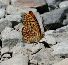Great Basin Fritillary thumbnail 4