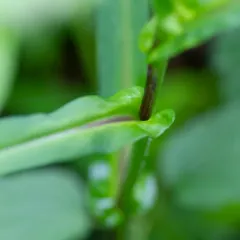 crookedstem aster thumbnail 1