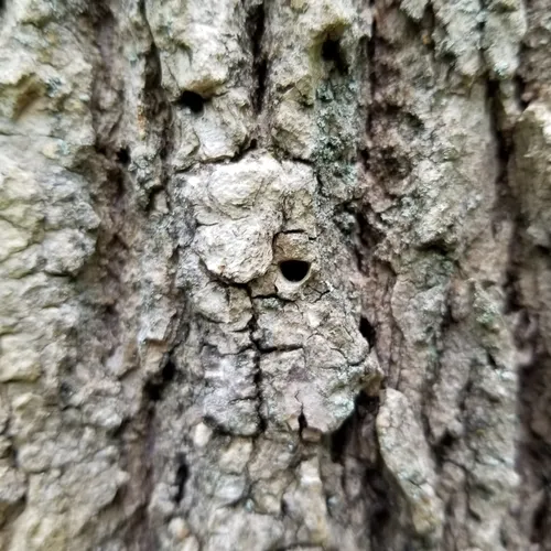 Emerald Ash Borer