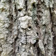 Emerald Ash Borer thumbnail 1
