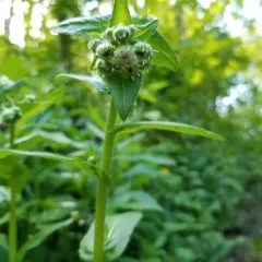 Philadelphia fleabane thumbnail 3