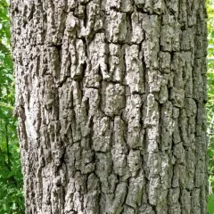 eastern black walnut thumbnail 4