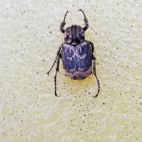 Valgus hemipterus