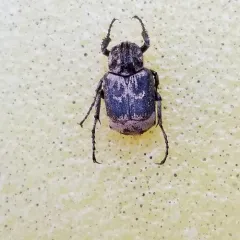 Valgus hemipterus thumbnail 1