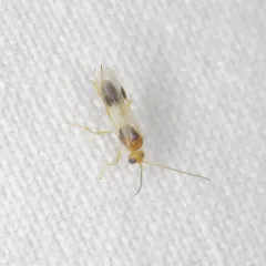 Chrysopophthorus americanus thumbnail 4