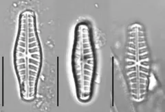 Hippodonta capitata thumbnail 3