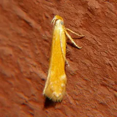 Monochroa placidella thumbnail 2
