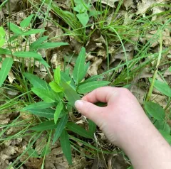 panicled ticktrefoil thumbnail 4