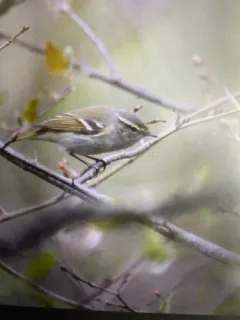 Yellow-browed Warbler thumbnail 4
