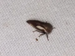 Ophiderma flavicephala thumbnail 2